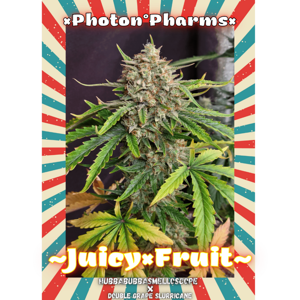 SALE: PHOTON PHARMS - JUICY FRUIT STRAIN - AUTO FEM - 3 PACK