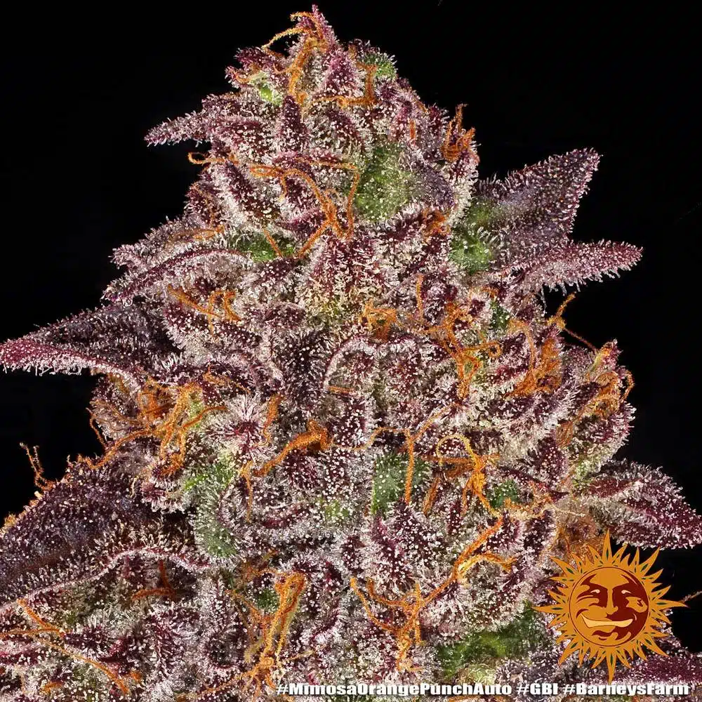 Mimosa X Orange Punch Auto