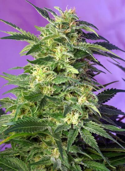 SWEET SEEDS - KILLER KUSH STRAIN - AUTO FEM