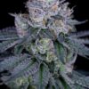 SIN CITY SEEDS - SCRUMDIDDLYUMPTIOUS STRAIN - FEM PHOTO -7 PACK - Image 2