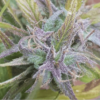 TRIDENT SEEDS - PANAUTI STRAIN - REG PHOTO - Image 2