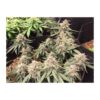 DUTCH PASSION - DESFRAN - AUTO FEM - Image 2
