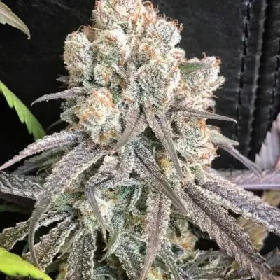 MOSCA SEEDS - PILLOW TALK STRAIN - FEM PHOTO - 6 PACK
