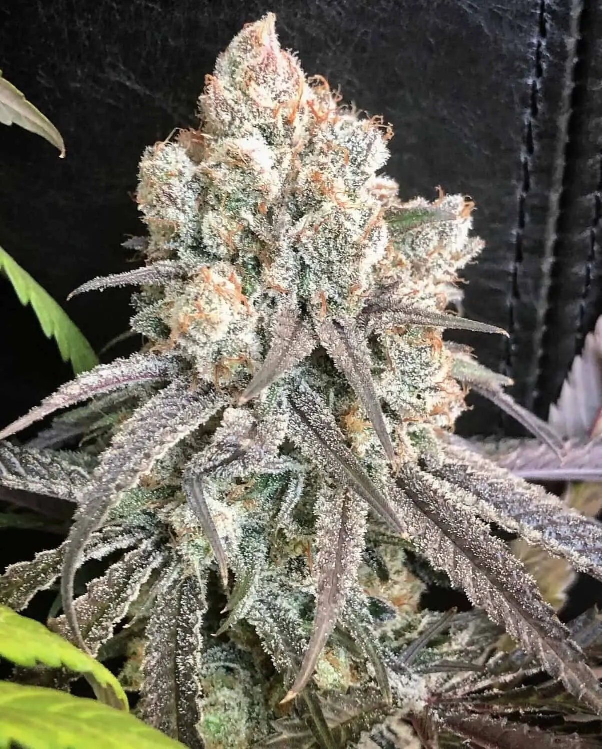 MOSCA SEEDS - PILLOW TALK STRAIN - FEM PHOTO - 6 PACK