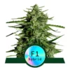 9f8225 Mv2