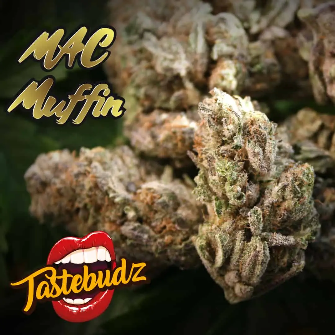 TASTEBUDZ SEEDS – MAC MUFFIN STRAIN – FEM PHOTO