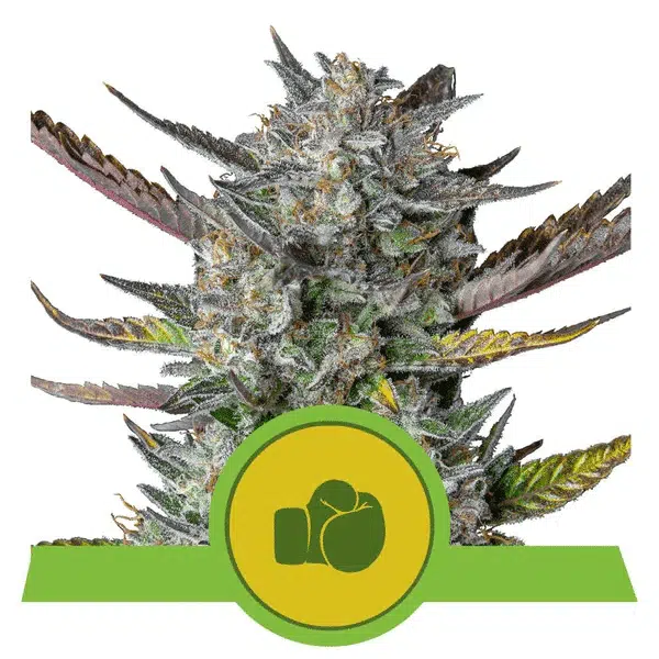ROYAL QUEEN SEEDS - PURPLE PUNCH AUTOMATIC STRAIN - AUTO FEM