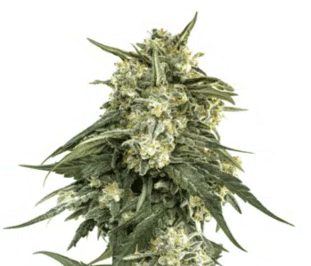 SEED STOCKERS - BCN CRITICAL XXL FAST STRAIN - FEM PHOTO