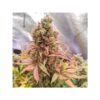 DUTCH PASSION - PASSION FRUIT - FEM PHOTO - Image 2