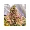 9f8225 Mv2