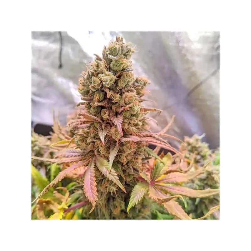 Passion Fruit