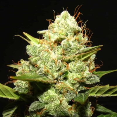 MAGIC STRAINS - WITCH DOCTOR STRAIN - AUTO FEM - 5 PACK - Image 2