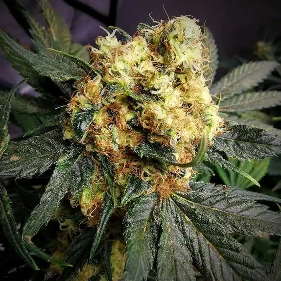HASH CAKE STRAIN | TASTEBUDZ | PHOTOPERIOD CANNABIS SEEDS FEMALE