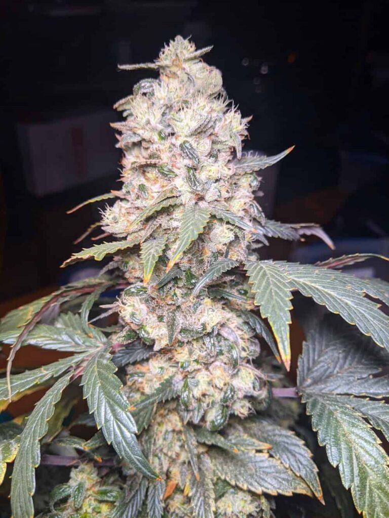 TWENTY20 MENDOCINO - MUCHACHA (FORMERLY GLUE SNIFFER) STRAIN -  AUTO FEM