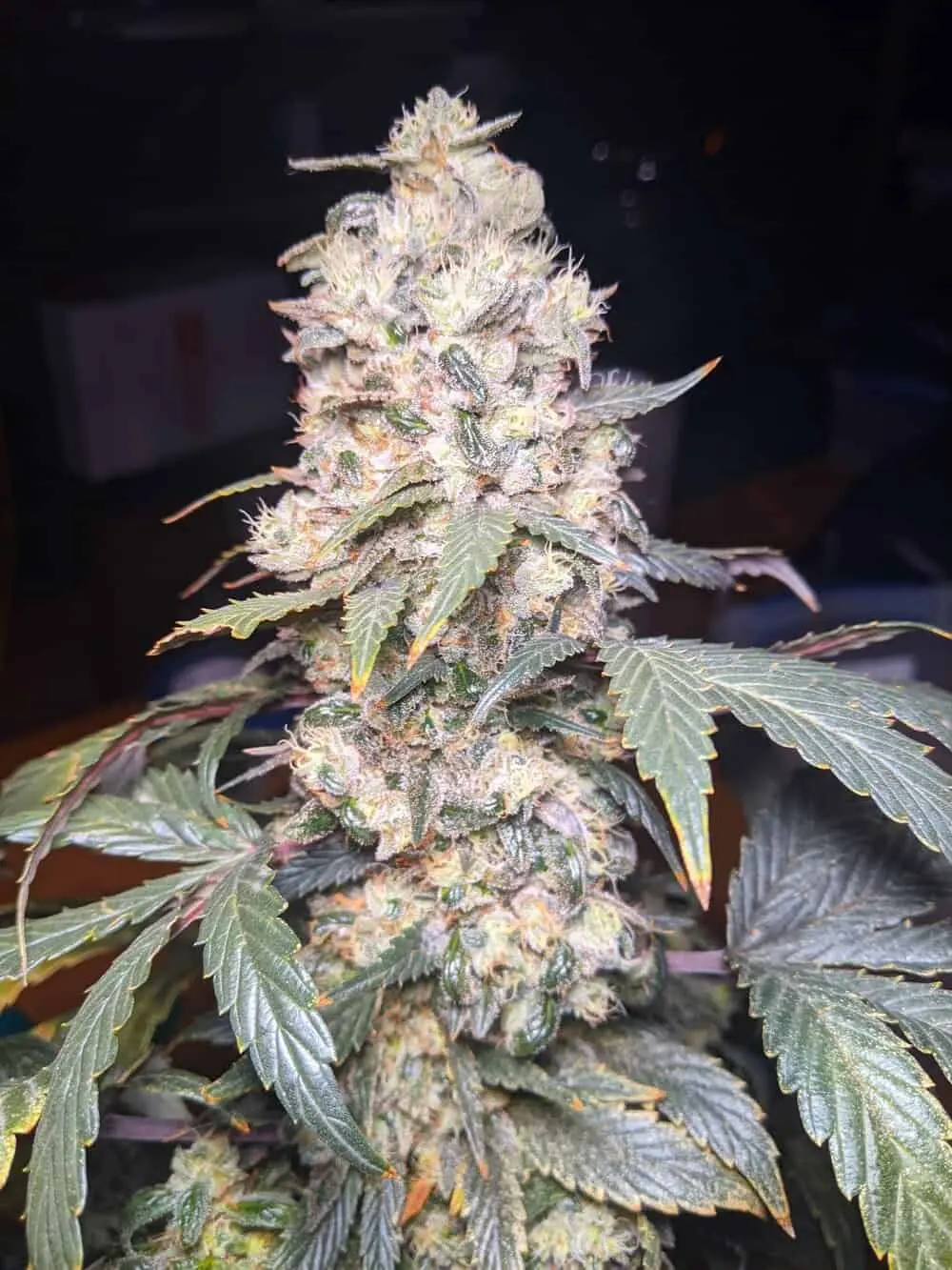 TWENTY20 MENDOCINO - MUCHACHA (FORMERLY GLUE SNIFFER) STRAIN -  AUTO FEM