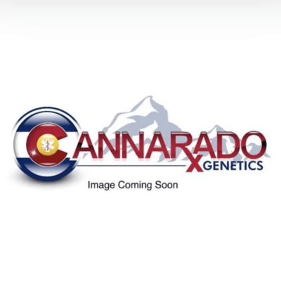 CANNARADO GENETICS - SILLY STRING STRAIN - FEM PHOTO - 6 PACK