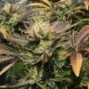 JINXPROOF - KUSH CREAM DREAM STRAIN - REG PHOTO - 12 PACK - Image 2