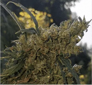 TRIDENT SEEDS - WAILING FARMER SELECT HIGH YIELD STRAIN - REG PHOTO