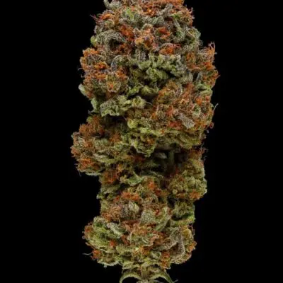 Blueberry Muffin | Humboldt Seed Co | FEM Photoperiod Seeds