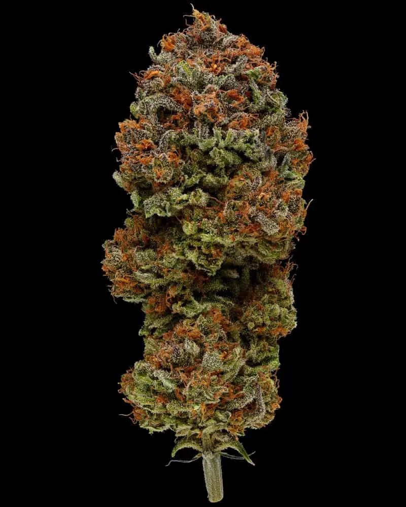Blueberry Muffin | Humboldt Seed Co | FEM Photoperiod Seeds