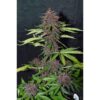 DUTCH PASSION - CBD BLACKBERRY KUSH - AUTO FEM - Image 2