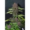 9f8225 Mv2
