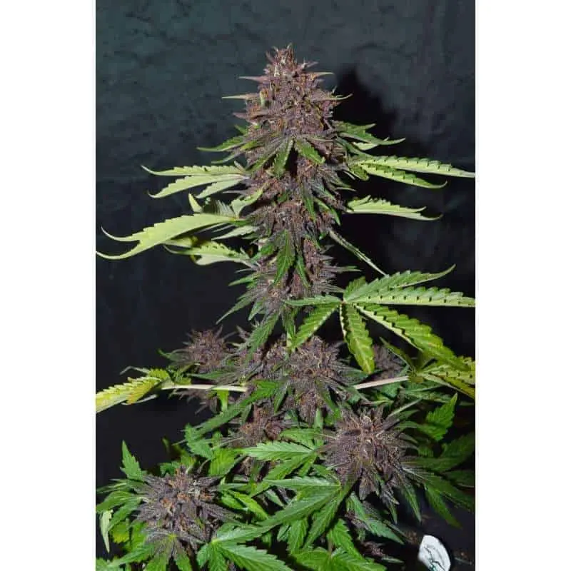 CBD Blackberry Kush Auto