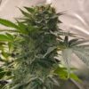 EBB AND FLOW - ARCTIC ORANGE  STRAIN - REG PHOTO - 12 PACK - Image 2