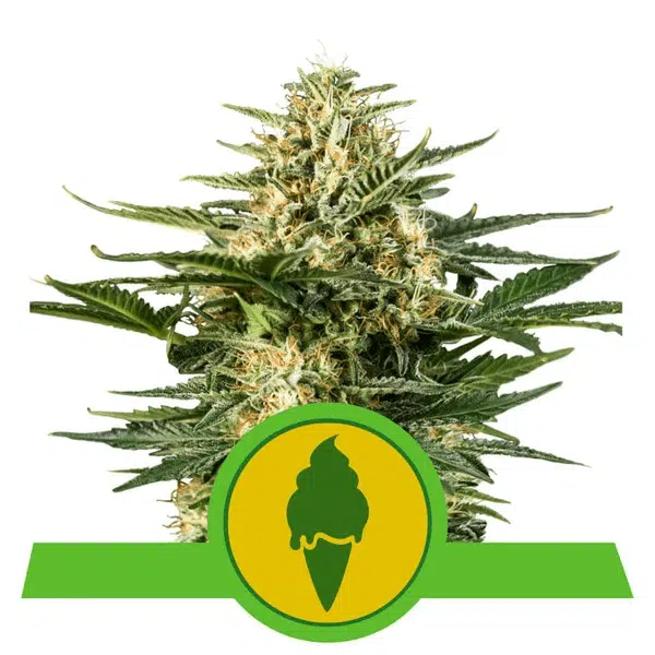 ROYAL QUEEN SEEDS - GREEN GELATO AUTOMATIC STRAIN - AUTO FEM