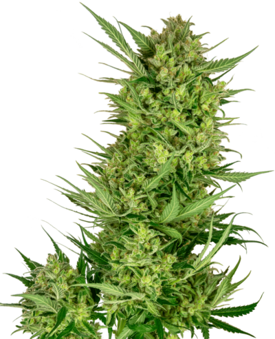 Image of a cannabis plant