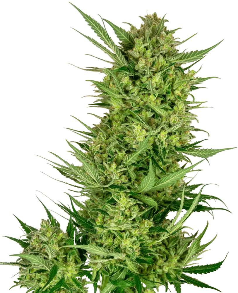 Image of a cannabis plant
