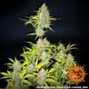 BARNEY'S FARM - WEDDING CAKE STRAIN - AUTO FEM - Image 4