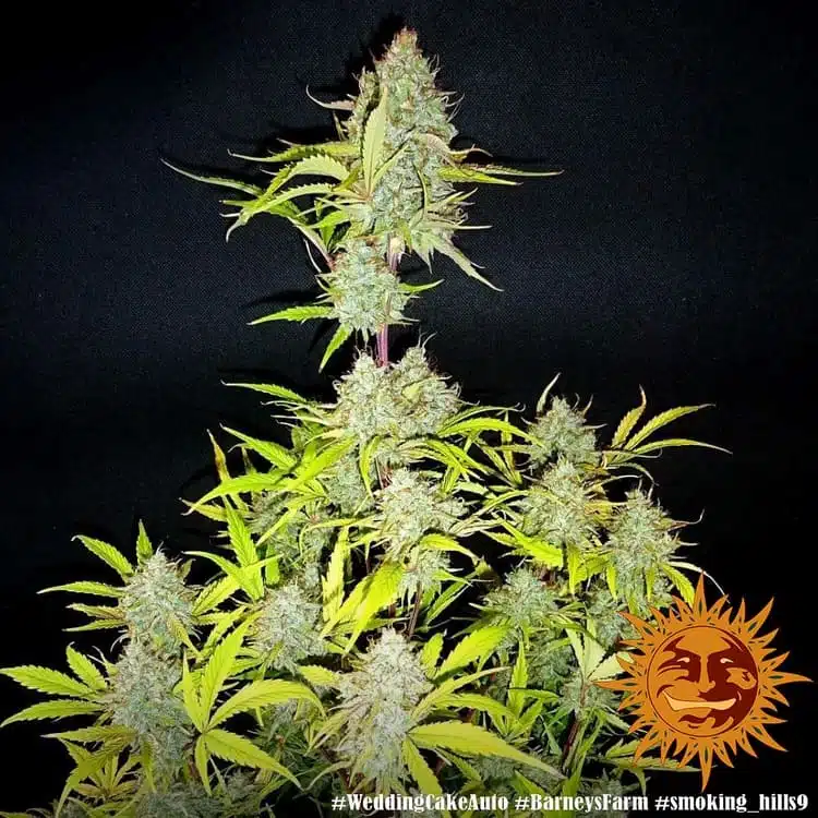 Wedding Cake Auto