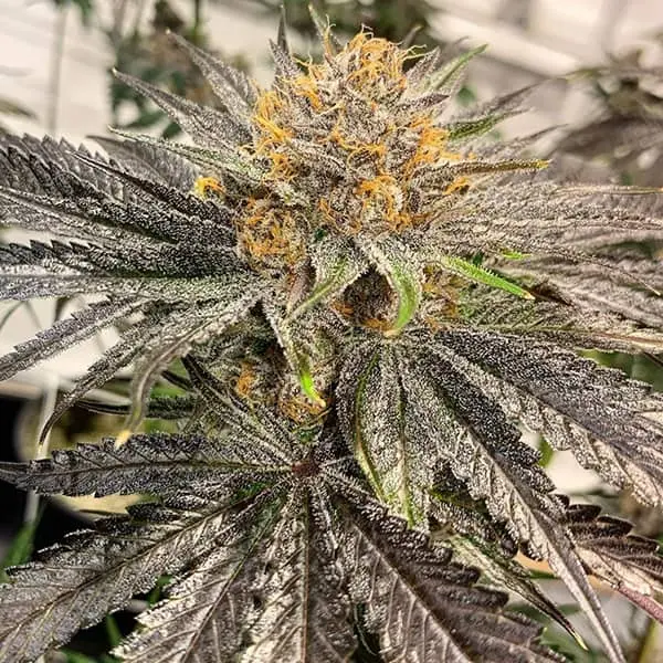 SOLFIRE GARDENS - LEMONGRAB STRAIN - FEM PHOTO