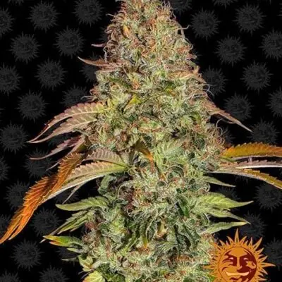 Zkittlez OG Auto | Barney's Farm | FEM Autoflower Seeds