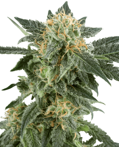 Image of a cannabis plant