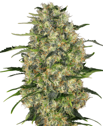 Cannabis image