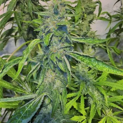 SOFEM GENETICS - PEPE LE GLUE STRAIN - FEM PHOTO - 3 PACK