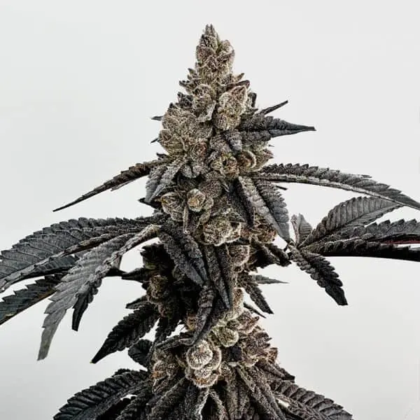 Primetime | Exotic Genetix | FEM Photoperiod Seeds