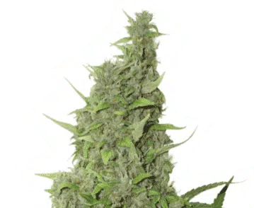 SEED STOCKERS - BCN POWER PLANT STRAIN - FEM PHOTO