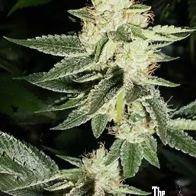 Louis XIII OG | Cali Connection | FEM Photoperiod Seeds