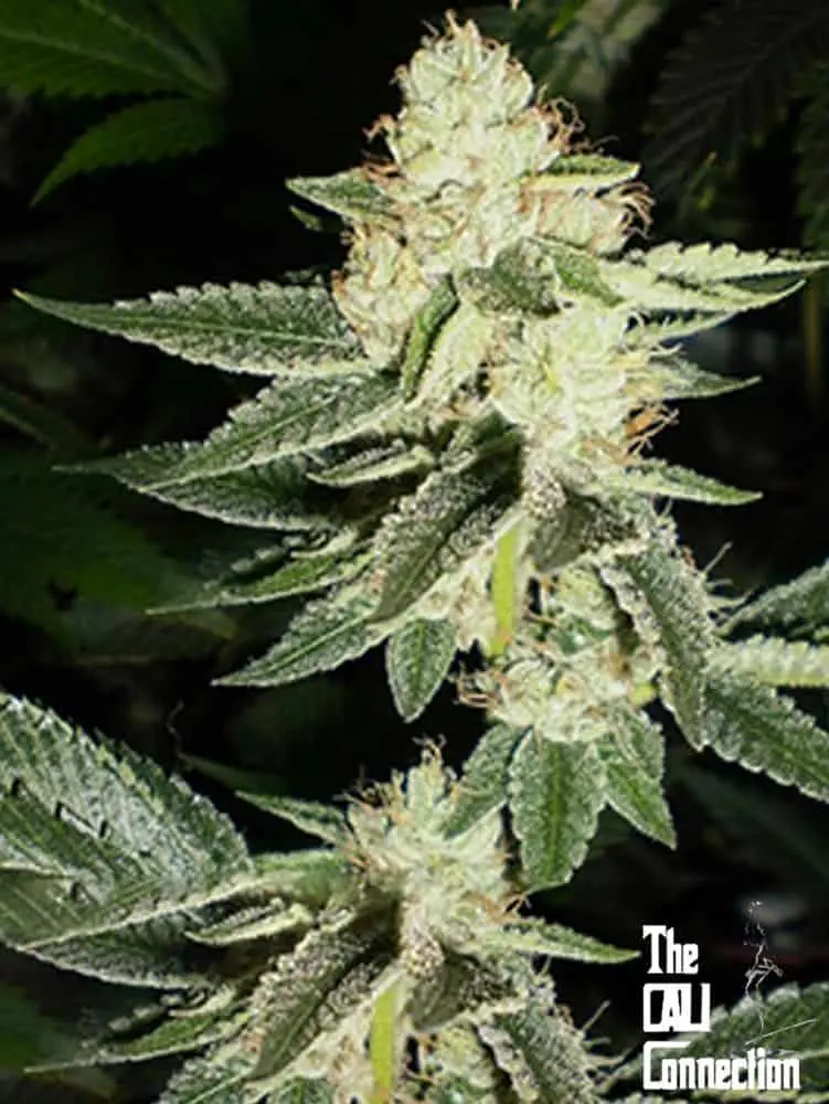 Louis XIII OG | Cali Connection | FEM Photoperiod Seeds