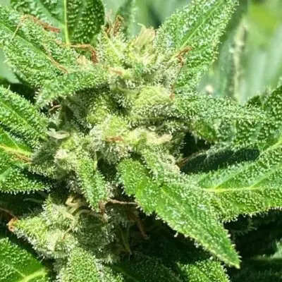 SEEDSMAN - ALASKAN DIESEL STRAIN - AUTO FEM