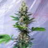 TASTEBUDZ - CRITICAL BANANA SMOOTHIE STRAIN - FEM PHOTO - Image 4