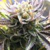 JINXPROOF - KUSH CREAM DREAM STRAIN - REG PHOTO - 12 PACK - Image 8