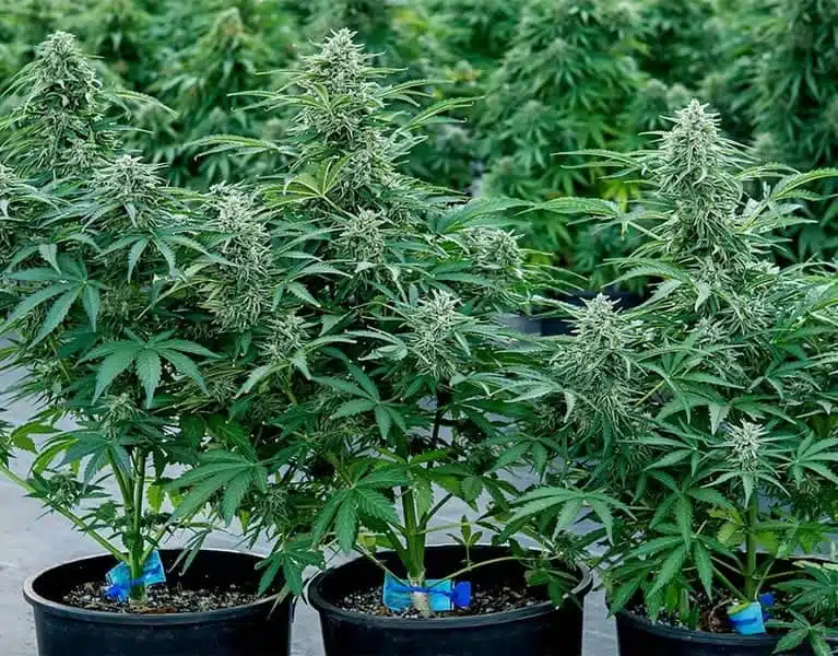 ROYAL QUEEN SEEDS – APOLLO F1 STRAIN – AUTO FEM