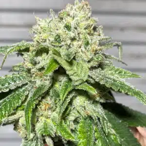 MOSCA SEEDS - WEST COAST OG STRAIN - AUTO FEM - 5 PACK