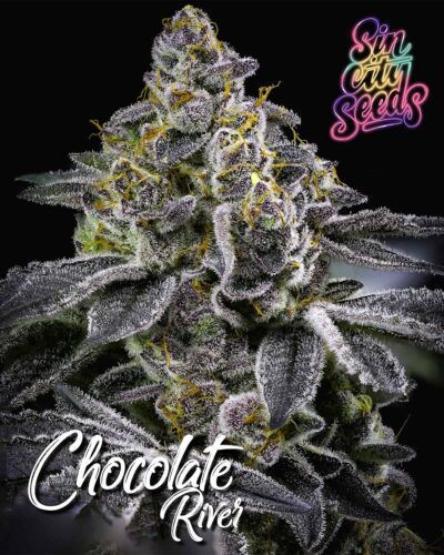 SIN CITY SEEDS - CHOCOLATE RIVER STRAIN - FEM PHOTO -7 PACK