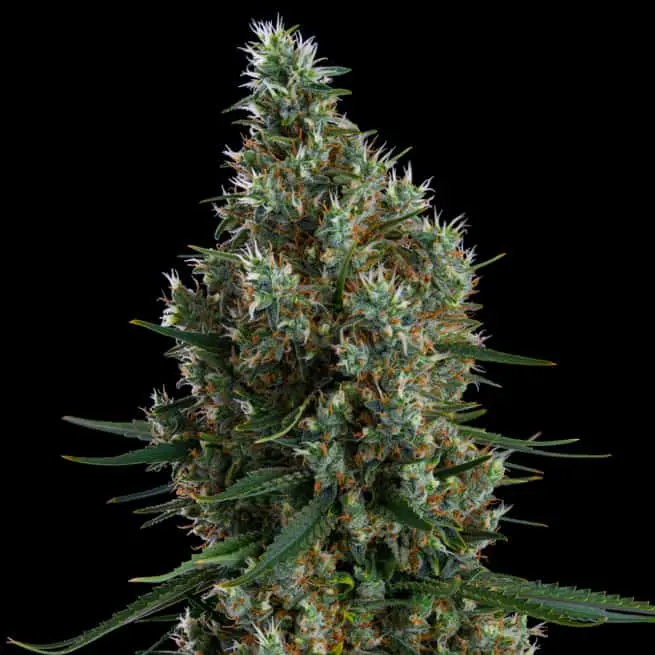 Zweet Inzanity BX | Ethos Genetics | FEM Photoperiod Seeds