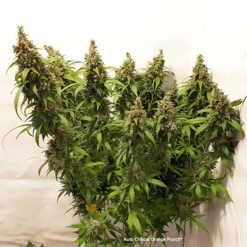 Critical Orange Punch Auto